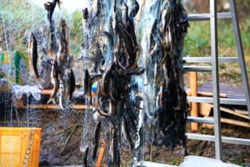 【高知縣四萬十市】吃河！阿玉！鰻魚！河蝦！哥裡！四萬十川附近的“傳統捕魚方法”