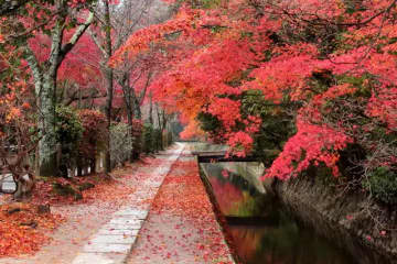 [京都/旅遊]-介紹京都的季節性旅遊景點！