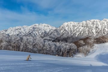 【日本最好的山區度假村之一】長野縣推薦的12個滑雪場（包括可以享受樹上奔跑的滑雪場！）