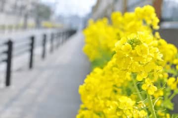 東大阪“花月曆”