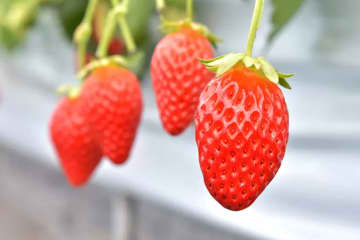 如果你想去兵庫縣採草莓，就去西脅市吧！也介紹推薦的精美甜點和伴手禮