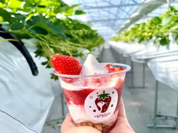 在岩鶴農場體驗草莓採摘！