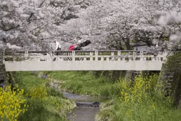 櫻花盛開的山口市5處賞櫻勝地！介紹著名景點和最佳觀賞時間