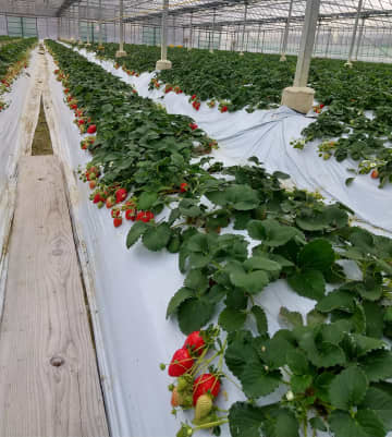 在岸川草莓採園採草莓！