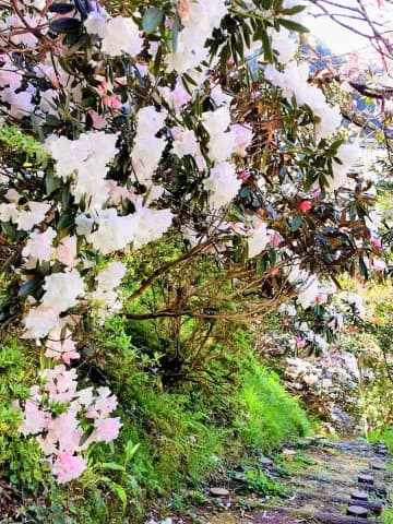 【賞大洲的春天】大洲5個可以觀賞春天花朵的景點！