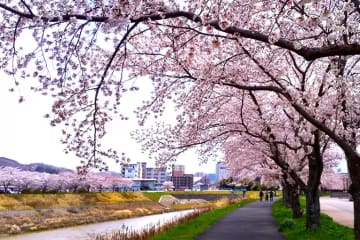 [兵庫三田城]距離大阪、神戶約30分鐘！ 「武庫川櫻堤迴廊」完整指南，兩旁盛開著壯觀的櫻花樹。