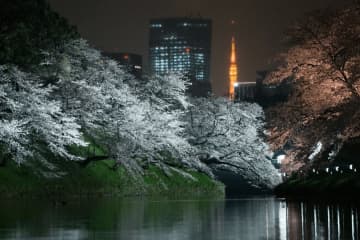 在東京千鳥淵的千代田櫻花節上欣賞燈光櫻花的壯麗景色