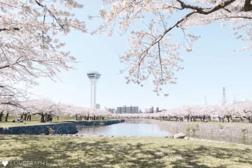 春天來了，我們去日本看櫻花吧！介紹日本各地的賞櫻勝地