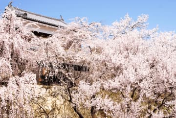 [2024年春季]長野縣將舉辦「上田城千櫻花節」。欣賞城堡和櫻花！