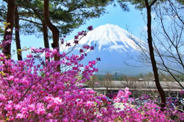 你能欣賞到的不僅僅是櫻花！富士山麓的5處賞櫻勝地