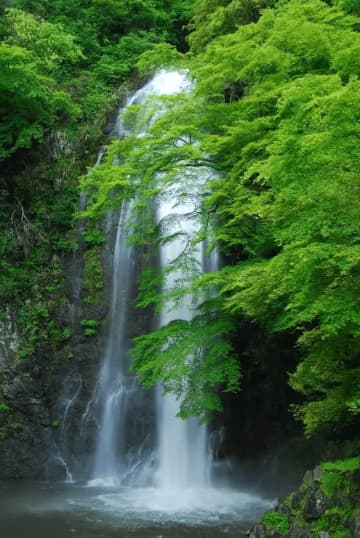 距離大阪市中心僅 30 分鐘路程。可以用身心享受大自然的清新綠意的箕面觀光訊息。