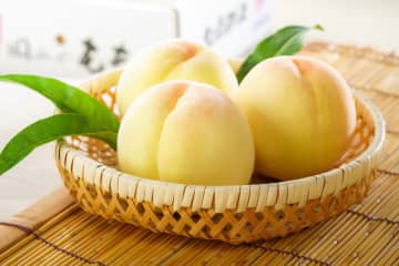 水果王國岡山的桃子採摘體驗