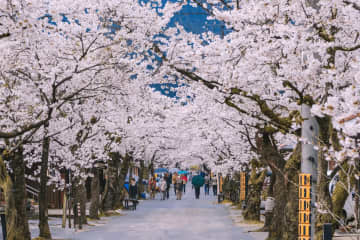 著名景點和隱藏的寶石！壯觀的景色！岡山櫻花樹5選