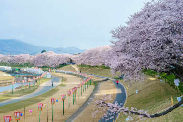 [2024]-岡山的春節「岡山櫻花嘉年華」是什麼？今年什麼時候舉辦？會有小吃攤嗎？景點介紹及交通方式