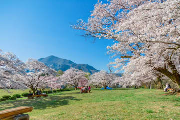 【埼玉縣秩父市】羊山公園的櫻花即將盛開（截至4/7）！芝櫻祭將持續到5月6日。