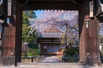 【金牌導遊】推薦春季京都旅遊