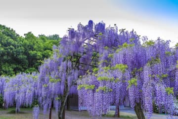 【2024】被美麗迷住了！岡山紫藤盛開的3個景點