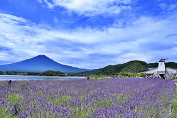「河口湖香草祭」以紫色地毯裝飾富士山腳下的河口湖畔