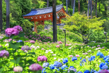 【2024】京都十大繡球花名勝！網美打卡、隱藏景點、最佳觀賞時機