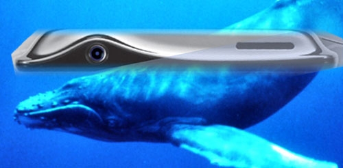 dolphin003
