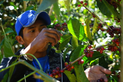 巴拿馬的ninety-plus-coffee創下每公斤10000美元的新價格紀錄