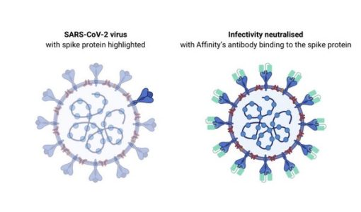 affinity發現有效的sars-cov-2抗體
