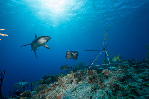 全球首次調查：大量珊瑚礁出現鯊魚「功能性滅絕」