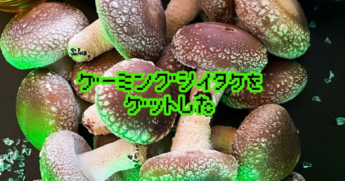 傘大又厚實的香菇…！「電競香菇」靜岡縣產的菌種香菇開始販售！