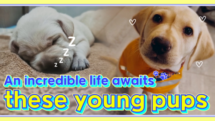 【影片】從幼犬到終生夥伴：導盲犬的一生