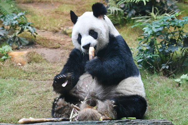 大熊貓安安離世-政府表示難過