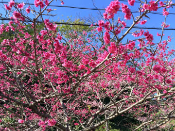 日本搶先看櫻花！沖繩櫻花祭5選(2023年版)
