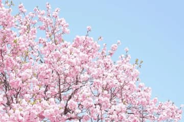 【2023】京都春浪漫櫻花開滿天，22個超人氣賞花景點任您選！