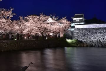 迷人的大自然和櫻花絕景—九州地方賞櫻名勝10選