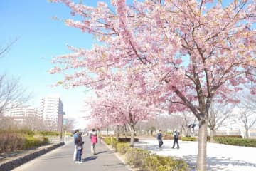 2月・3月想看櫻花？東京都內早櫻地點4選