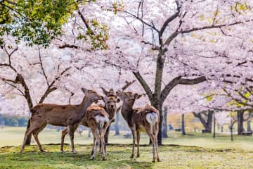 【2023】比京都更老的古都「奈良」賞櫻景點8選！寺廟、小鹿與櫻花共演絕景