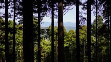 奈良吉野杉多樣的自然環境和文化歷史