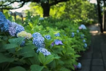 六月一起去看繡球花吧！介紹從西武新宿站約 30 分鐘即可到達的繡球花公園