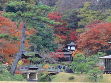 三溪園，東京附近的日本花園之一，您可以欣賞到最好的秋葉