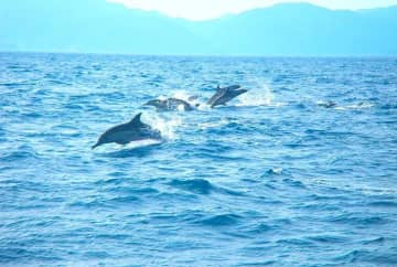 [高知]-夢幻般的鯨魚和海豚觀賞體驗：themana-village