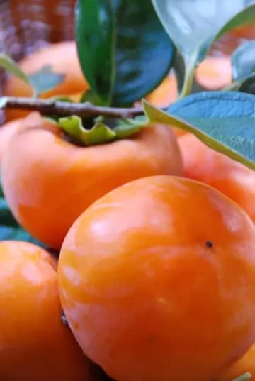 [大阪/和歌山縣出發/旅遊/美食]與日本柑橘的領先品牌「有田橘子」一起享受採摘柿子的體驗！