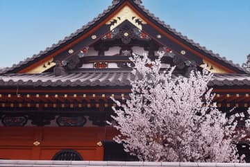 【2024年春季】教你私人賞京都櫻花之旅！