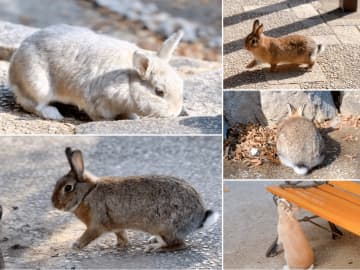 【台灣編輯kuma的金澤散步】在『月兔之鄉』與招來好運的兔子互動，享受療癒時光吧。