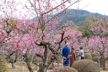 早春的京都也充滿魅力。我們推薦梅林，照片上看起來很棒。